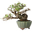 Elaeagnus, 15 cm, ± 20 anni, con un nebari di 7 cm, in un vaso giapponese fatto a mano da Yamaaki