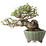 Elaeagnus, 15 cm, ± 20 anni, con un nebari di 7 cm, in un vaso giapponese fatto a mano da Yamaaki