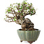 Elaeagnus, 15 cm, ± 20 anni, con un nebari di 7 cm, in un vaso giapponese fatto a mano da Yamaaki