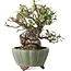 Elaeagnus, 15 cm, ± 20 anni, con un nebari di 7 cm, in un vaso giapponese fatto a mano da Yamaaki