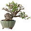 Elaeagnus, 15 cm, ± 20 anni, con un nebari di 7 cm, in un vaso giapponese fatto a mano da Yamaaki