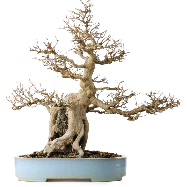 Acer buergerianum, 54 cm, ± 35 Jahre alt, mit einem Nebari von 20 cm, in einem handgefertigten japanischen Topf von Mazan