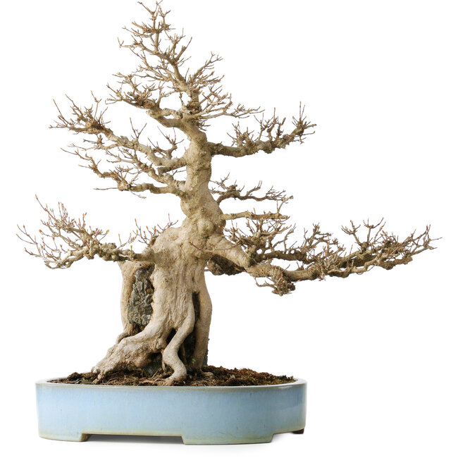 Acer buergerianum, 54 cm, ± 35 Jahre alt, mit einem Nebari von 20 cm, in einem handgefertigten japanischen Topf von Mazan