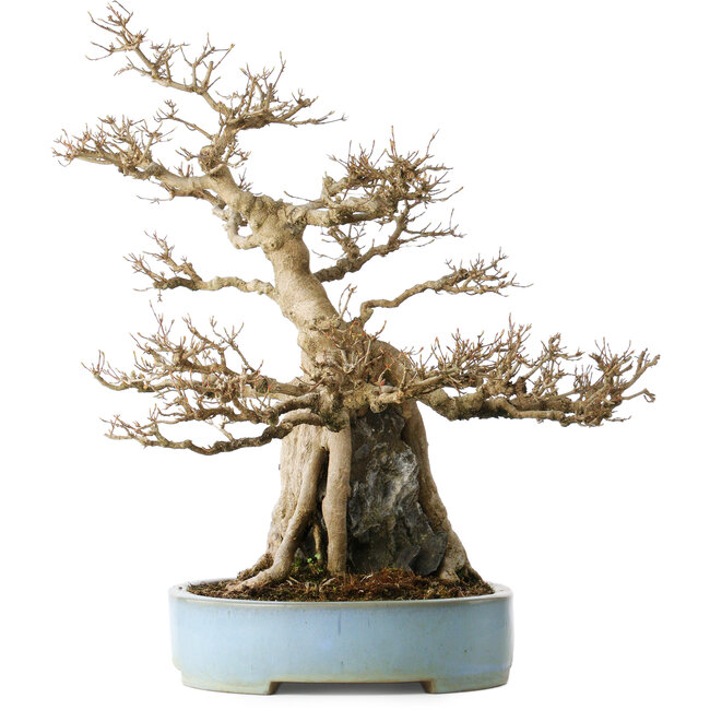 Acer buergerianum, 54 cm, ± 35 ans, avec un nebari de 20 cm, dans un pot japonais fait main par Mazan