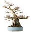 Acer buergerianum, 54 cm, ± 35 anni, con un nebari di 20 cm, in un vaso giapponese fatto a mano da Mazan