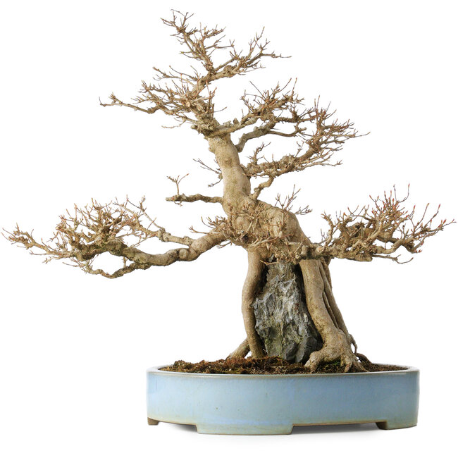 Acer buergerianum, 54 cm, ± 35 ans, avec un nebari de 20 cm, dans un pot japonais fait main par Mazan