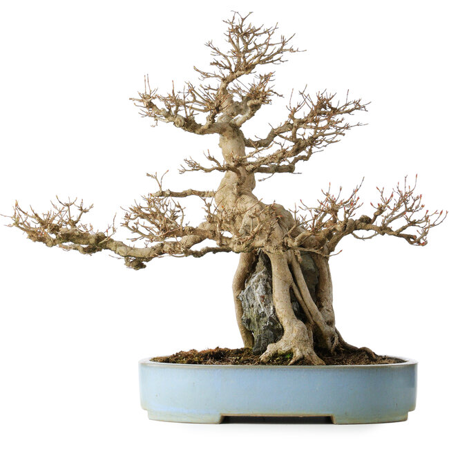Acer buergerianum, 54 cm, ± 35 years old, with a nebari of 20 cm, in a handmade Japanese pot by Mazan