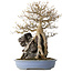 Acer buergerianum, 54 cm, ± 40 jaar oud, met een nebari van 16 cm, in een handgemaakte Japanse pot van Yamafusa