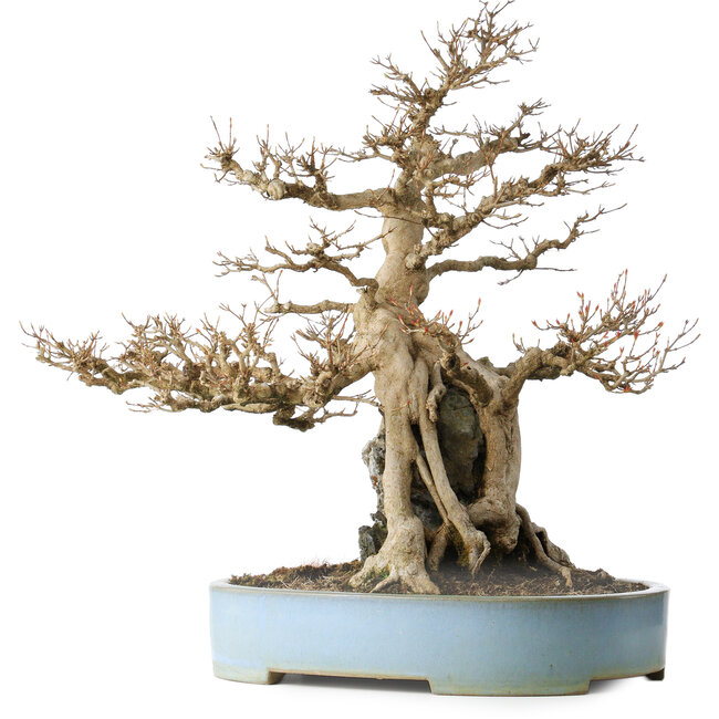Acer buergerianum, 54 cm, ± 35 years old, with a nebari of 20 cm, in a handmade Japanese pot by Mazan