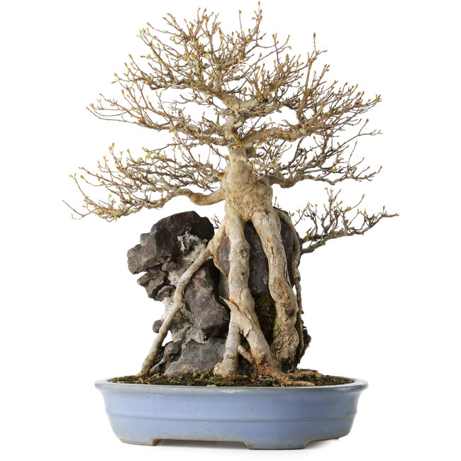 Acer buergerianum, 54 cm, ± 40 Jahre alt, mit einem Nebari von 16 cm, in einem handgefertigten japanischen Topf von Yamafusa