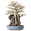 Acer buergerianum, 54 cm, ± 40 jaar oud, met een nebari van 16 cm, in een handgemaakte Japanse pot van Yamafusa