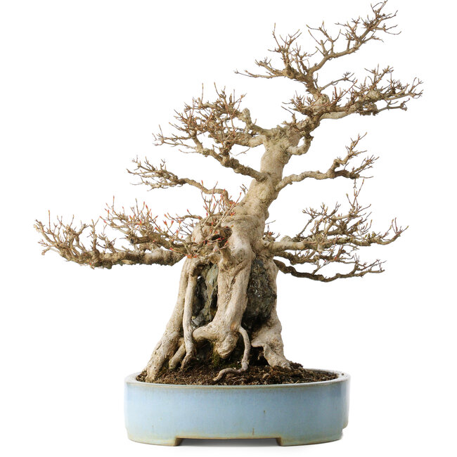 Acer buergerianum, 54 cm, ± 35 anni, con un nebari di 20 cm, in un vaso giapponese fatto a mano da Mazan