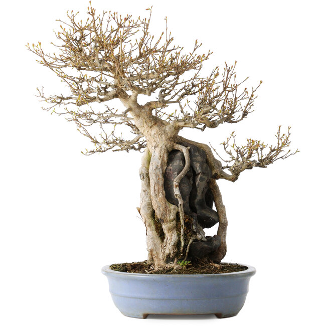 Acer buergerianum, 54 cm, ± 40 ans, avec un nebari de 16 cm, dans un pot japonais fait main par Yamafusa