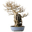 Acer buergerianum, 54 cm, ± 40 jaar oud, met een nebari van 16 cm, in een handgemaakte Japanse pot van Yamafusa