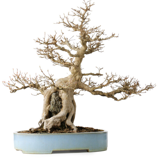 Acer buergerianum, 54 cm, ± 35 años, con un nebari de 20 cm, en una maceta japonesa hecha a mano por Mazan