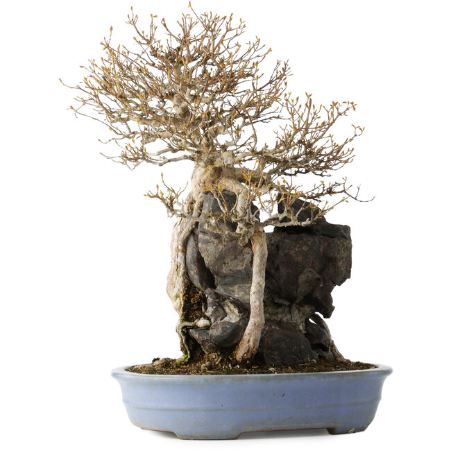 Acer buergerianum, 54 cm, ± 40 anni, con un nebari di 16 cm, in un vaso giapponese fatto a mano da Yamafusa