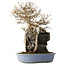 Acer buergerianum, 54 cm, ± 40 jaar oud, met een nebari van 16 cm, in een handgemaakte Japanse pot van Yamafusa