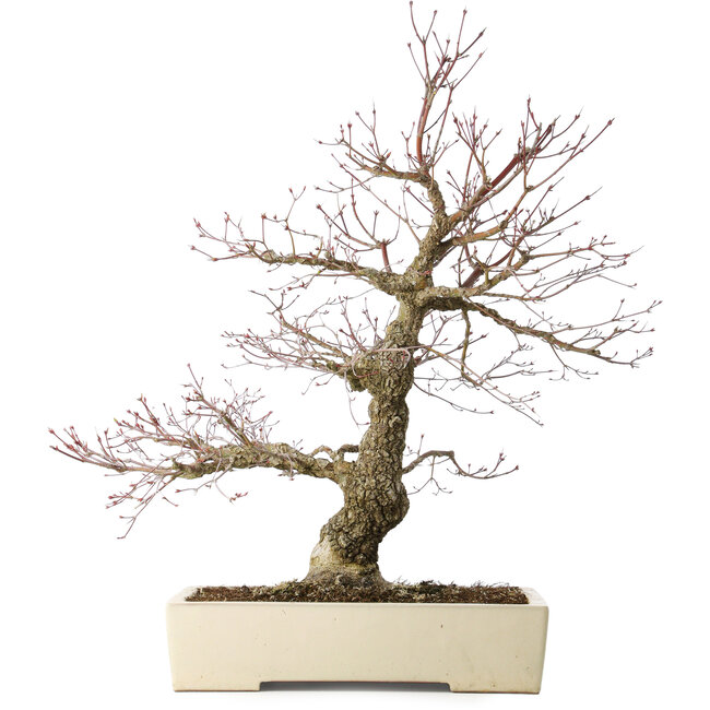 Acer palmatum Arakawa, 63 cm, ± 25 jaar oud, met een nebari van 15 cm