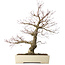 Acer palmatum Arakawa, 63 cm, ± 25 jaar oud, met een nebari van 15 cm