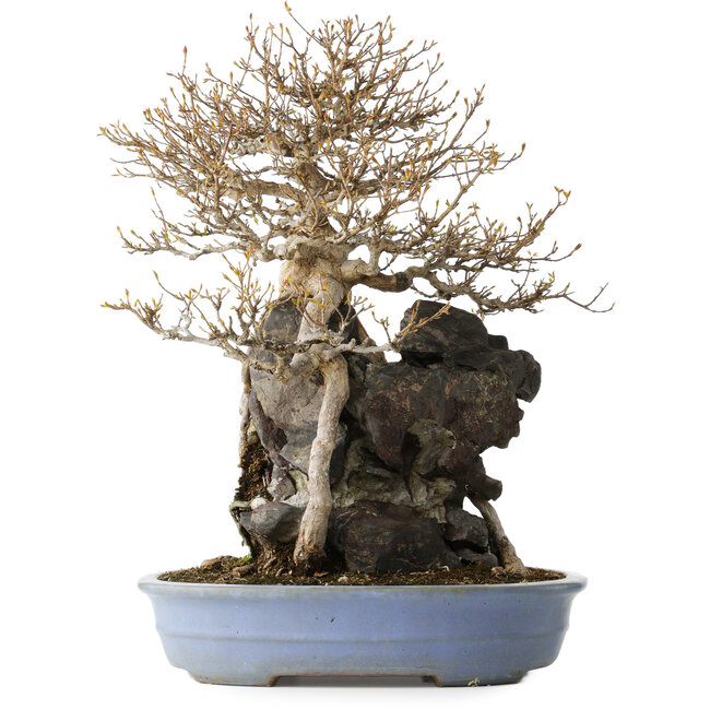 Acer buergerianum, 54 cm, ± 40 years old, with a nebari of 16 cm, in a handmade Japanese pot by Yamafusa
