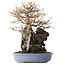 Acer buergerianum, 54 cm, ± 40 jaar oud, met een nebari van 16 cm, in een handgemaakte Japanse pot van Yamafusa