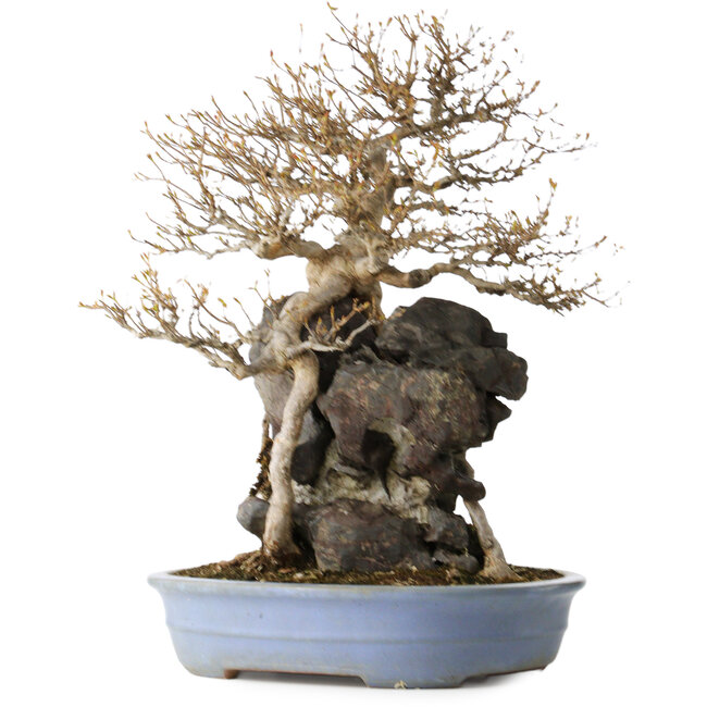 Acer buergerianum, 54 cm, ± 40 anni, con un nebari di 16 cm, in un vaso giapponese fatto a mano da Yamafusa