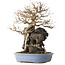 Acer buergerianum, 54 cm, ± 40 jaar oud, met een nebari van 16 cm, in een handgemaakte Japanse pot van Yamafusa