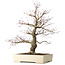 Acer palmatum Arakawa, 63 cm, ± 25 jaar oud, met een nebari van 15 cm