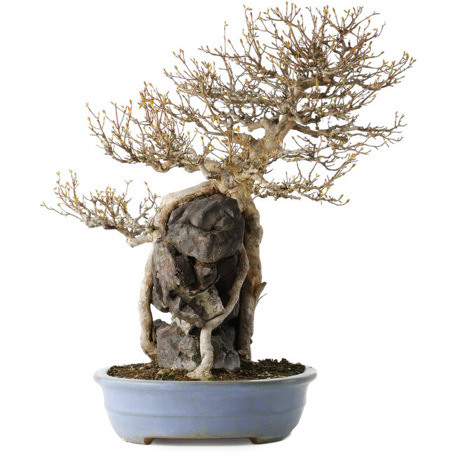 Acer buergerianum, 54 cm, ± 40 Jahre alt, mit einem Nebari von 16 cm, in einem handgefertigten japanischen Topf von Yamafusa