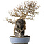 Acer buergerianum, 54 cm, ± 40 jaar oud, met een nebari van 16 cm, in een handgemaakte Japanse pot van Yamafusa