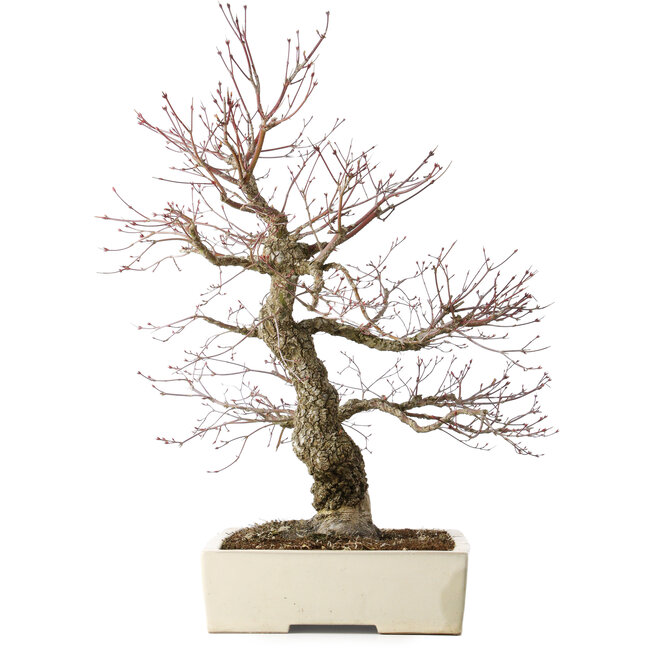 Acer palmatum Arakawa, 63 cm, ± 25 years old, with a nebari of 15 cm