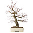 Acer palmatum Arakawa, 63 cm, ± 25 jaar oud, met een nebari van 15 cm