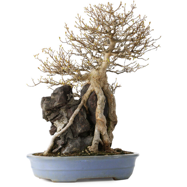 Acer buergerianum, 54 cm, ± 40 ans, avec un nebari de 16 cm, dans un pot japonais fait main par Yamafusa