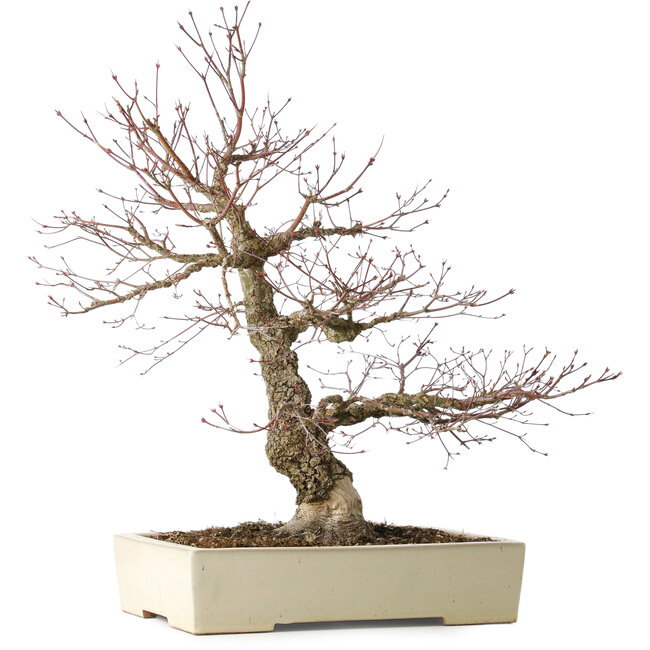 Acer palmatum Arakawa, 63 cm, ± 25 years old, with a nebari of 15 cm