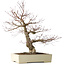Acer palmatum Arakawa, 63 cm, ± 25 jaar oud, met een nebari van 15 cm