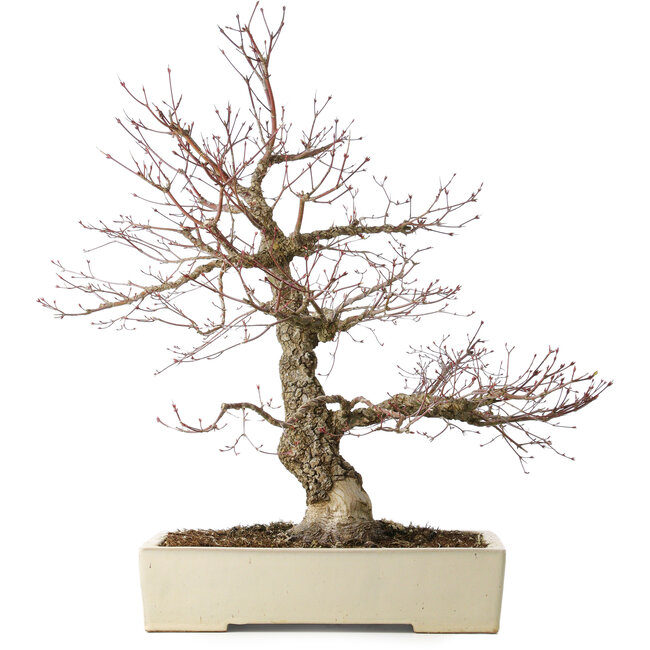 Acer palmatum Arakawa, 63 cm, ± 25 years old, with a nebari of 15 cm