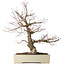 Acer palmatum Arakawa, 63 cm, ± 25 jaar oud, met een nebari van 15 cm