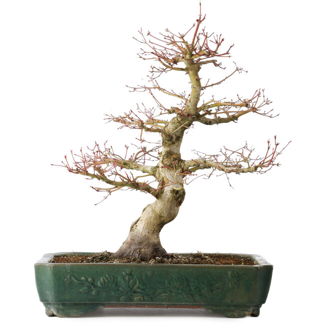 Acer palmatum Katsura, 51 cm, ± 20 jaar oud, met een nebari van 15 cm