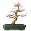 Acer palmatum Katsura, 51 cm, ± 20 jaar oud, met een nebari van 15 cm