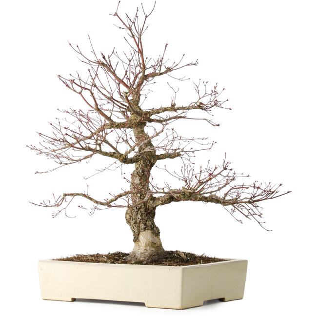 Acer palmatum Arakawa, 63 cm, ± 25 years old, with a nebari of 15 cm