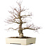 Acer palmatum Arakawa, 63 cm, ± 25 jaar oud, met een nebari van 15 cm