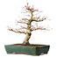 Acer palmatum Katsura, 51 cm, ± 20 jaar oud, met een nebari van 15 cm