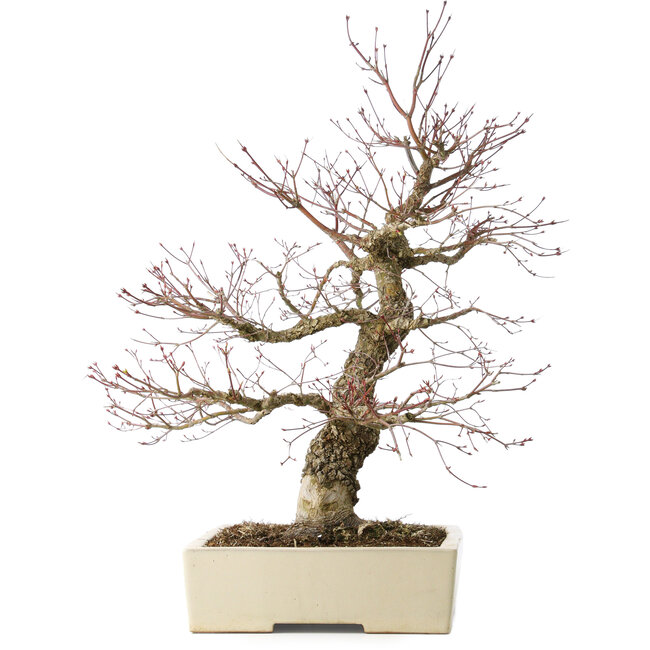 Acer palmatum Arakawa, 63 cm, ± 25 years old, with a nebari of 15 cm