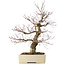 Acer palmatum Arakawa, 63 cm, ± 25 jaar oud, met een nebari van 15 cm