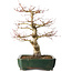 Acer palmatum Katsura, 51 cm, ± 20 jaar oud, met een nebari van 15 cm