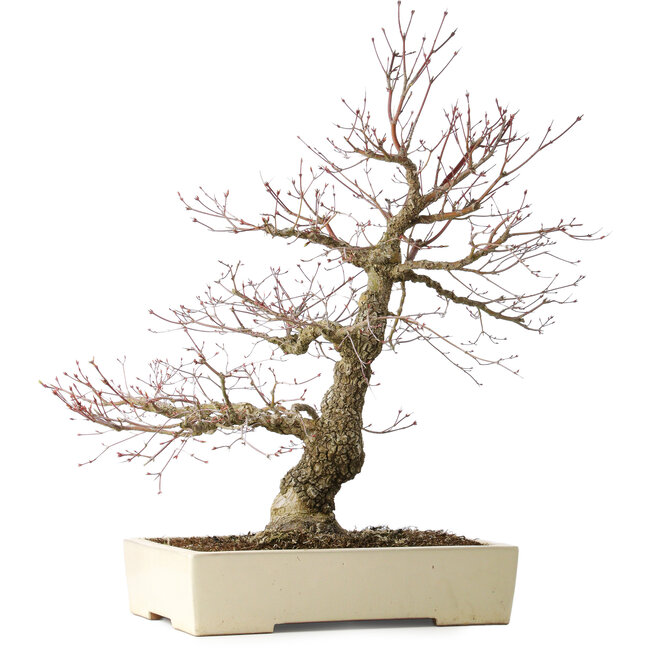 Acer palmatum Arakawa, 63 cm, ± 25 years old, with a nebari of 15 cm