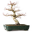 Acer palmatum Katsura, 51 cm, ± 20 jaar oud, met een nebari van 15 cm