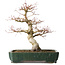 Acer palmatum Katsura, 51 cm, ± 20 jaar oud, met een nebari van 15 cm
