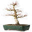 Acer palmatum Katsura, 51 cm, ± 20 jaar oud, met een nebari van 15 cm