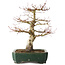Acer palmatum Katsura, 51 cm, ± 20 jaar oud, met een nebari van 15 cm